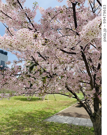 桜 桜 99479683