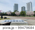 桜 99479684