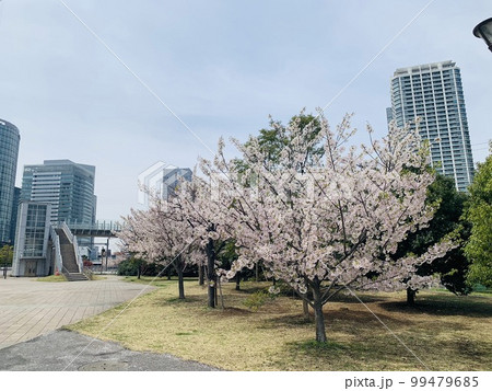 桜 桜 99479685