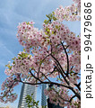 桜 99479686