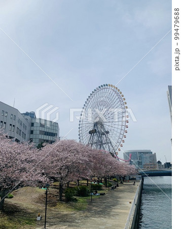 桜 桜 99479688