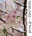 桜 99479690