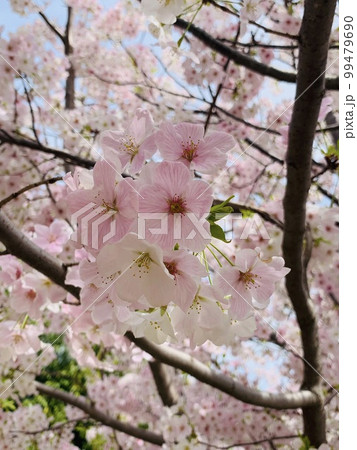 桜 99479690