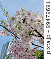 桜 99479691