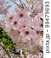 桜 99479693