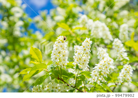 White bird cherry flowers blossom, bee on flowers, green leaves in sunlight. White flowers of bird cherry bush on blue sky. Full frame, selective focus. White bird cherry flowers blossom, bee on flowers, green leaves in sunlight. White flowers of bird cherry bush on blue sky. Full frame, selective focus. 99479902