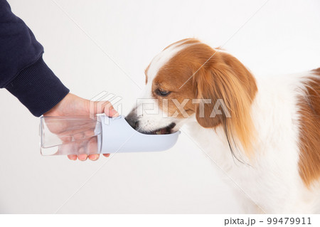 ウォーターボトルで水をもらうコーイケルホンディエ 99479911