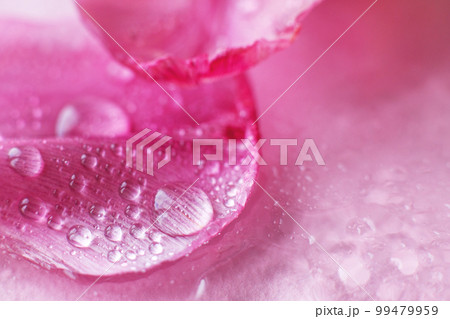 close up pink fresh flowers petals of tulips with water drops, wet petals, natural spring background close up pink fresh flowers petals of tulips with water drops, wet petals, natural spring background 99479959