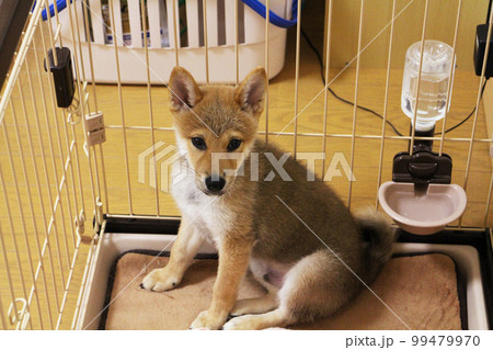 生後3ヶ月の子犬 柴犬 生後3ヶ月の子犬 柴犬 99479970