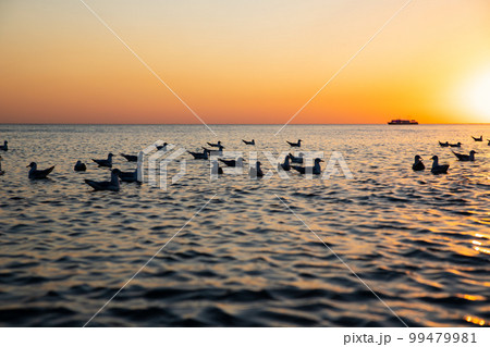 floating gulls seagulls in sea water on yellow blue sunset sky. Birds silhouette, ship, defocused photo floating gulls seagulls in sea water on yellow blue sunset sky. Birds silhouette, ship, defocused photo 99479981