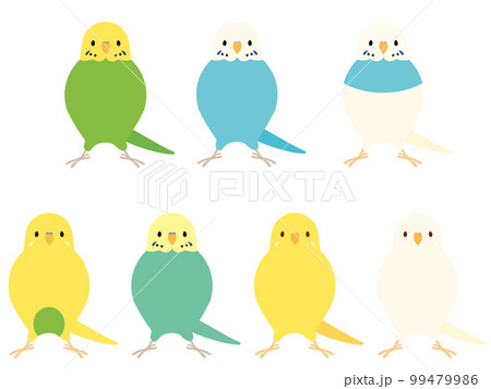 セキセイインコ 99479986