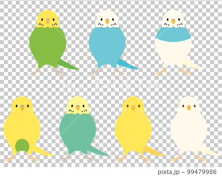 セキセイインコ 99479986