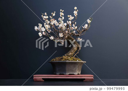 盆栽 99479993