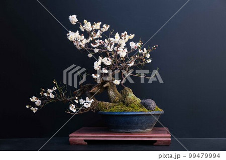 盆栽（梅） 99479994