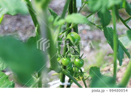 家庭菜園で実る緑色のトマトの成長途中 家庭菜園で実る緑色のトマトの成長途中 99480054