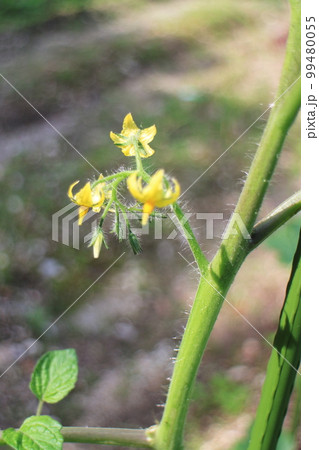 黄色いトマトの花びら 黄色いトマトの花びら 99480055