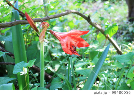植物の中に咲くアマリリスの花 植物の中に咲くアマリリスの花 99480056