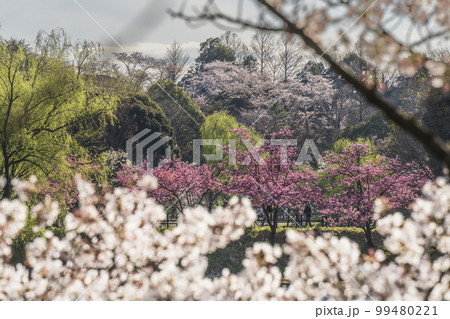神奈川県立三ツ池公園の桜景色【神奈川県・横浜市】 神奈川県立三ツ池公園の桜景色【神奈川県・横浜市】 99480221