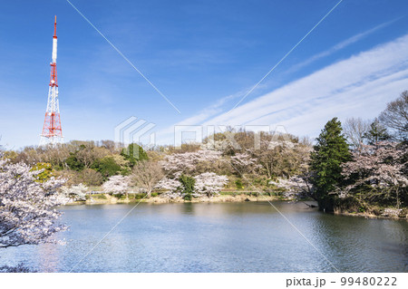 神奈川県立三ツ池公園の桜景色【神奈川県・横浜市】 神奈川県立三ツ池公園の桜景色【神奈川県・横浜市】 99480222