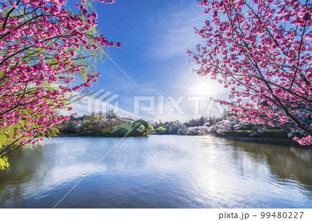 神奈川県立三ツ池公園の桜景色【神奈川県・横浜市】 99480227