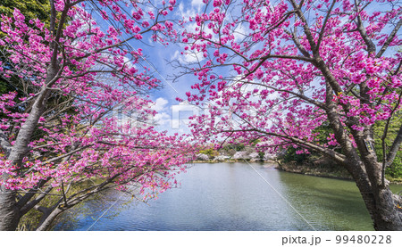 県立三ツ池公園　満開の横浜緋桜【神奈川県・横浜市】 99480228