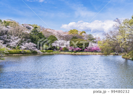 神奈川県立三ツ池公園の桜景色【神奈川県・横浜市】 99480232