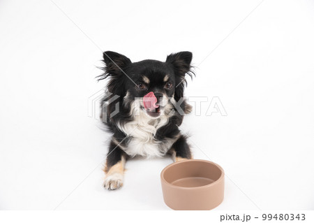 食事を心待ちにして舌なめずりをするブラックタンのチワワ 99480343