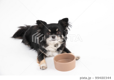 食器の前で食事を待つブラックタンのロングコートチワワ 99480344