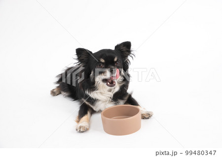 食事を心待ちにして舌なめずりをするブラックタンのチワワ 99480347