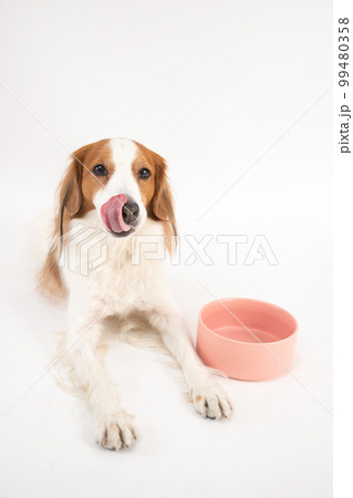 食事を心待ちにして舌なめずりをするコーイケルホンディエ 99480358