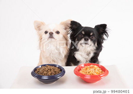 ドライフードと手作りごはんを仲良く分ける2頭のチワワ 99480401