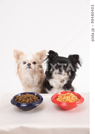 ドライフードと手作りごはんを仲良く分ける2頭のチワワ 99480403