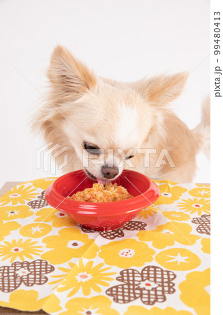 手作りごはんを美味しそうに食べるクリーム色のチワワ 99480413