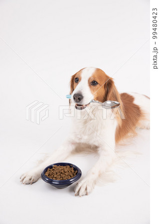 ドライフードをスプーンで食べようとするコーイケルホンディエ ドライフードをスプーンで食べようとするコーイケルホンディエ 99480423