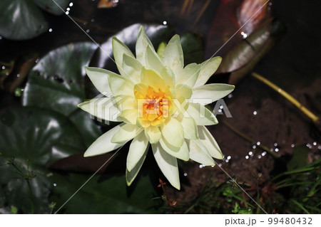 真上から見た睡蓮の花びらの写真素材 [99480432] - PIXTA