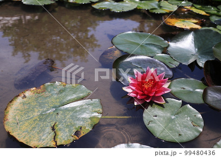 紅色の美しい睡蓮の花 紅色の美しい睡蓮の花 99480436