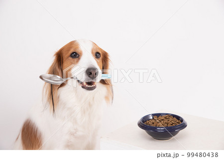 テーブルの前でスプーンをくわえてご飯を食べようとするコーイケルホンディエ 99480438