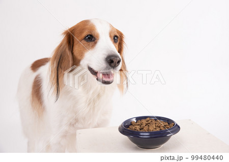 ご飯を目の前にして笑顔になるコーイケルホンディエ 99480440