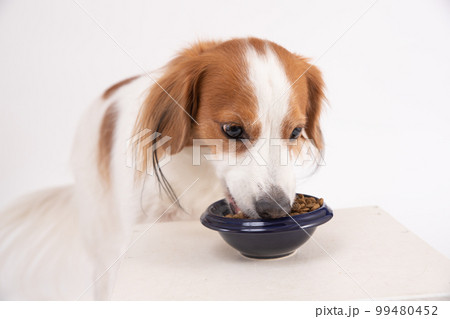 ご飯を夢中で頬張るコーイケルホンディエ 99480452