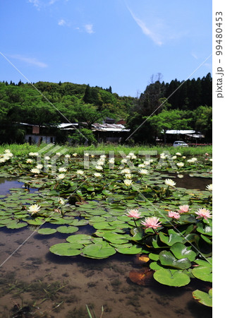 初夏に開花する美しい睡蓮 99480453