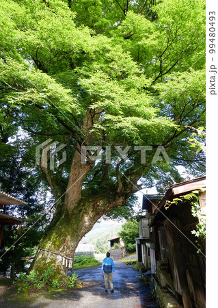 上芦川集落の大ケヤキ【山梨県笛吹市芦川町】 99480493