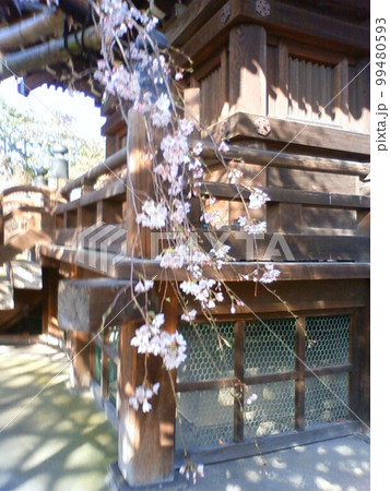 三重塔の基礎に垂れる枝垂れ桜 99480593