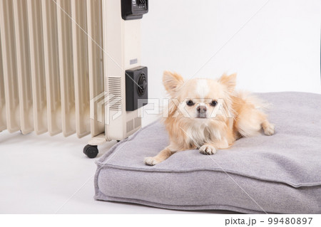 ヒーター前のベッドにリラックスしてくつろぐクリーム色のチワワ 99480897