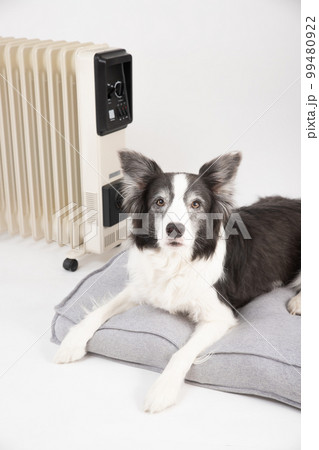 ヒーターにあたり、ベッドの上で体を温める白黒のボーダーコリー 99480922