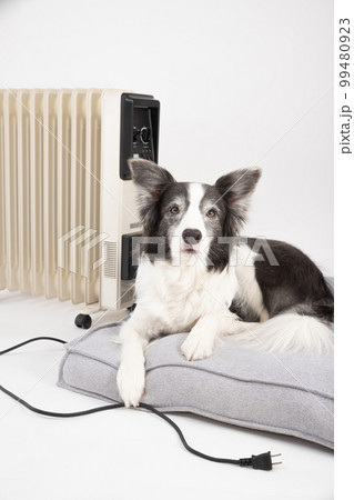 節電を呼びかけ、ベッドで寝転ぶ白黒のボーダーコリー 節電を呼びかけ、ベッドで寝転ぶ白黒のボーダーコリー 99480923