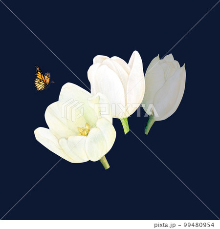 Watercolor drawind of white tulips on black background. Flowers isolated, half-opened. There is a butterfly flying to the flowers. Delicate square postcard for a logo or a badge, greetings Watercolor drawind of white tulips on black background. Flowers isolated, half-opened. There is a butterfly flying to the flowers. Delicate square postcard for a logo or a badge, greetings 99480954