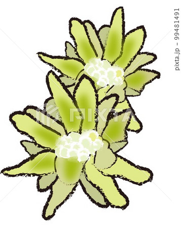 蕗のとう 99481491