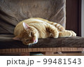 ねこ 99481543