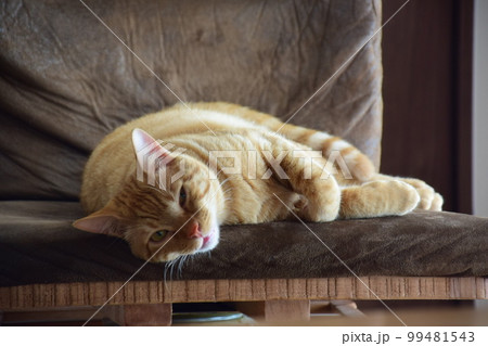 ねこ 99481543