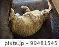 ねこ 99481545